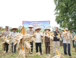Kapolres Kuansing: Panen Raya Jagung Bukti Keberhasilan Ketahanan Pangan Nasional