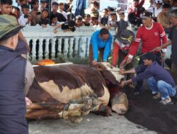 Sapi Kurban Bantuan Presiden RI Disembelih di Koto Baru