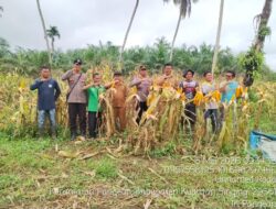 Polsek Pangean Hadiri Panen Jagung Pipil, Dukung Ketahanan Pangan di Desa Tanah Bekali