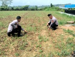 Polsek Kuantan Mudik Dukung Swasembada Pangan 2026, Cek Perkembangan Jagung Pipil di Gunung Toar