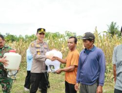 Polisi Cinta Petani, Kapolres Kuansing Bersama Kelompok Tani Panen Raya 21 Ton Jagung Pipil