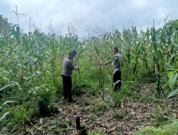 Polsek Kuantan Mudik Cek Perkembangan Jagung Pipil, Dukung Swasembada Pangan 2026