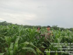 Bhabinkamtibmas Desa Rawang Binjai Lakukan Pengecekan Tanaman Jagung Dukung Swasembada Pangan 2026