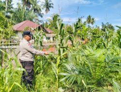 Pengecekan Tanaman Jagung Dukung Program Swasembada Pangan 2026 di Desa Tanjung Berjalan Lancar