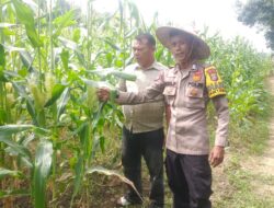Polsek Kuantan Hilir Cek Tanaman Jagung Dukung Swasembada Pangan 2026