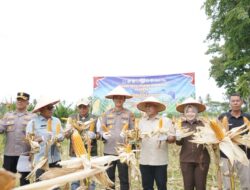 Kapolres Kuansing Bersama Forkopimda Gelar Panen Raya Jagung Serentak Dukung Ketahanan Pangan