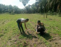 Polsek Logas Tanah Darat Cek Perkembangan Jagung Ketahanan Pangan, Dukung Program Swasembada Pangan Nasional