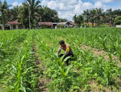 Polsek Logas Tanah Darat Lakukan Pengecekan Tanaman Jagung di Desa Sukaraja Dukung Swasembada Pangan 2026