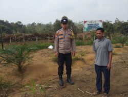 Polsek Benai Cek Lahan Jagung Pipil Dukung Program Swasembada Pangan 2026
