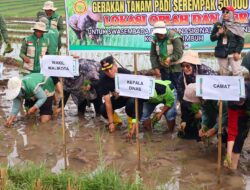 Dukung Program Nasional, Payakumbuh Gelar Tanam Padi Serentak di Lahan Oplah Non Rawa
