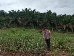Polsek Hulu Kuantan Cek Perkembangan Jagung Ketahanan Pangan di Desa Sungai Kelelawar