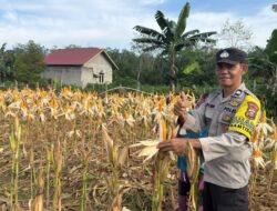 Polsek Kuantan Tengah Tinjau Ketahanan Pangan Jagung Pipil di Desa Koto Teluk Kuantan