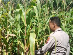 Polsek Kuantan Mudik, Dukung Ketahanan Pangan, Lakukan Pengecekan Tanaman Jagung