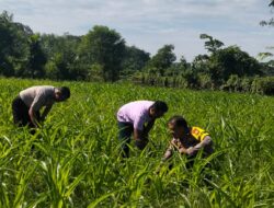 Polsek Kuantan Mudik Cek Tanaman Jagung Pipil, Dukung Program Swasembada Pangan 2026