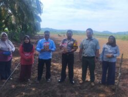Dukung Program Ketahanan Pangan Nasional, Polsek Kuantan Tengah Hadiri Penanaman Jagung Pipil di Bandar Alai Kari