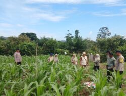 Polsek Hulu Kuantan Cek Tanaman Jagung di Desa Sungai Kelelawar, Dukung Swasembada Pangan 2026