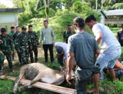 Kodim 0319/Mentawai Gelar Pemotongan Hewan qurban, Perkuat Kemanunggalan TNI-Rakyat di Kepulauan Mentawai