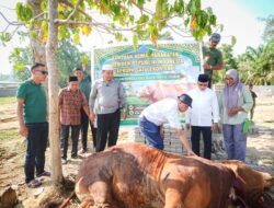 Sapi Kurban Bantuan Presiden Prabowo Dipotong di Ponpes Iman Saleh Inuman