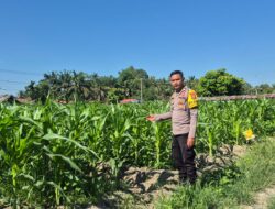 Polisi Cinta Petani, Bhabinkamtibmas Polsek LTD Cek Perkembangan Jagung Pipil di Desa Sukaraja