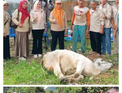 DPW Tani Merdeka Sumbar Sembelih Hewan Kurban Idul Adha 1447 H di Kecamatan Bungtekab