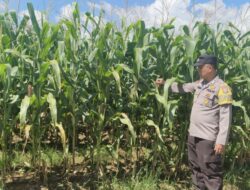 Polsek Pangean Lakukan Pengecekan Tanaman Jagung Ketahanan Pangan di Desa Rawang Binjai