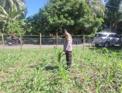 Polsek Hulu Kuantan Cek Perkembangan Tanaman Jagung,  Ketahanan Pangan di Desa Sungai Alah