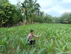 Polisi Cinta Petani, Polsek Kuantan Mudik Cek Perkembangan Jagung Pipil di Desa Air Duri