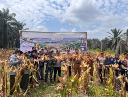 Panen Raya Jagung Pipil Tahap II Polres Kuansing, Kolaborasi Perkuat Ketahanan Pangan Nasional