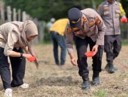 Polres Kuansing Dukung Ketahanan Pangan Melalui Penanaman Jagung Pipil di Desa Teluk Pauh
