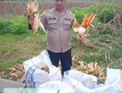 Panen Kedua Jagung Pipil Program Ketahanan Pangan, Polres Kuansing Dorong Penguatan Swasembada Pangan di Kuantan Tengah