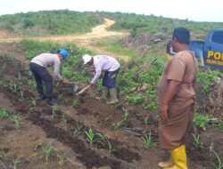 Polsek Kuantan Mudik Lakukan Pengecekan dan Pemupukan Jagung Pipil, Dukung Swasembada Pangan 2026