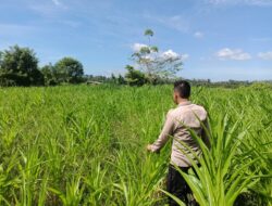 Polsek Kuantan Mudik Cek Perkembangan Jagung Pipil, Dukung Program Swasembada Pangan 2026