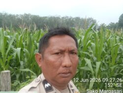 Polsek Logas Tanah Darat Cek Perkembangan Jagung Ketahanan Pangan, Dukung Swasembada Pangan Nasional 2026