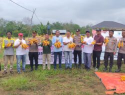 Polres Kuansing Dukung Panen Raya Jagung Pipil di Desa Koto Taluk untuk Ketahanan Pangan Nasional