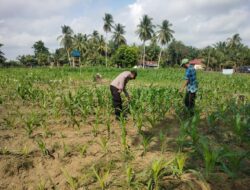 Polsek Cerenti Lakukan Pengecekan Tanaman Jagung di Lahan BUMDes Desa Sikakak Untuk Dukung Swasembada Pangan 2026