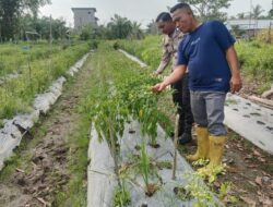 Dukung Swasembada Pangan NasionalPolsek Merbau Tanam Cabe Di Bagan Melibur