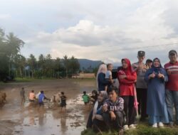 Hurisna Jamhur Apresiasi Alek Nagori Pacu Jawi, Dorong Payakumbuh Jadi Kota Event Berbasis Budaya