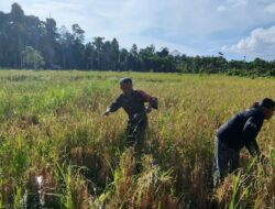 Babinsa Koramil 01/Muaro Sikabaluan Bantu Petani di Desa Tiniti, Pererat Silaturahmi dengan Warga