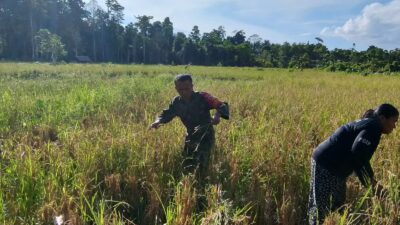 Babinsa Koramil 01/Muaro Sikabaluan Bantu Petani di Desa Tiniti, Pererat Silaturahmi dengan Warga