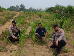 Dukung Swasembada Pangan 2026, Polsek Kuantan Mudik Cek Pertumbuhan Jagung di Desa Bukit Pedusunan