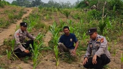 Dukung Swasembada Pangan 2026, Polsek Kuantan Mudik Cek Pertumbuhan Jagung di Desa Bukit Pedusunan