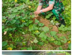Semarak HUT ke-1 DAM XX/TIB, Kodim 0319/Mentawai Tanam Bambu dan Pohon Produktif di Bukit Pamewa