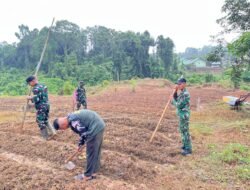 Dukung Ketahanan Pangan, Satgas TMMD ke-130 Tanam Jagung di Lahan 1 Hektare